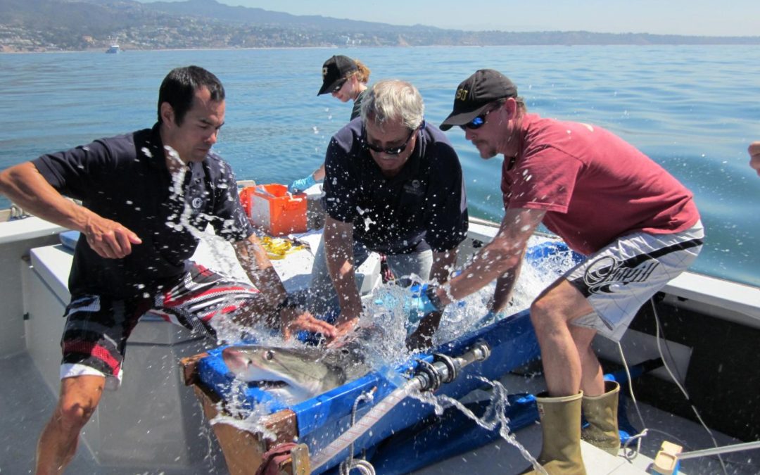 Discovering the Deep with George Matsumoto at Monterey Bay